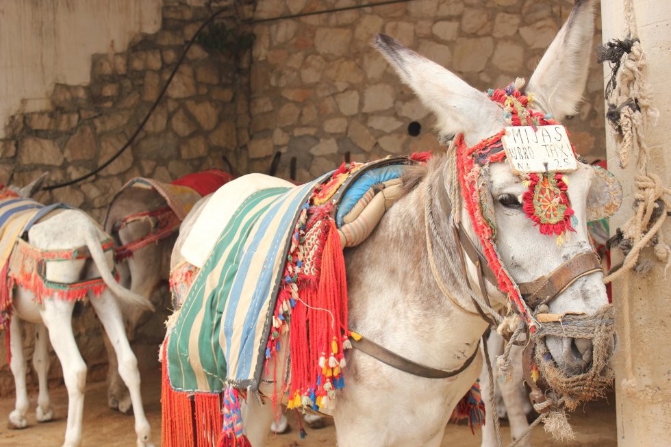 burros-taxi-mijas